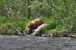 LewisAndClarkBear.jpg