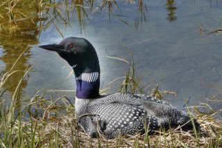 HappeningsJuneJuly08Loon.jpeg