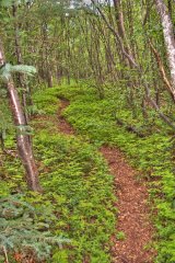 tanalianmtnhiketrail.jpg