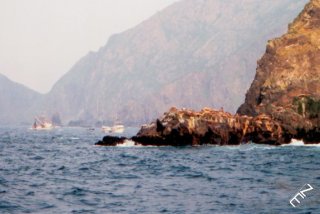 kodiaksealrock.jpg