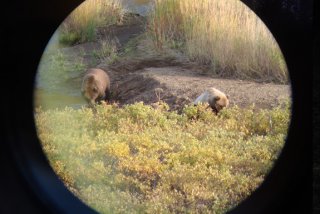 peninsulabearhuntsmallbears