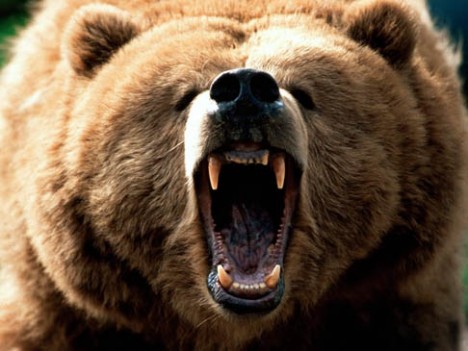 Brown Bear Growling